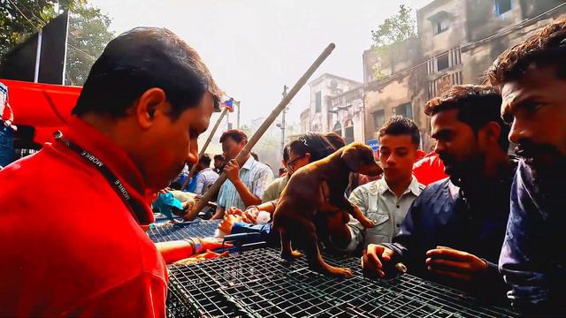 Galiff Street Pet Market Kolkata, India// 🐕 Puppy 🐶 Market Price Update. смотреть онлайн
