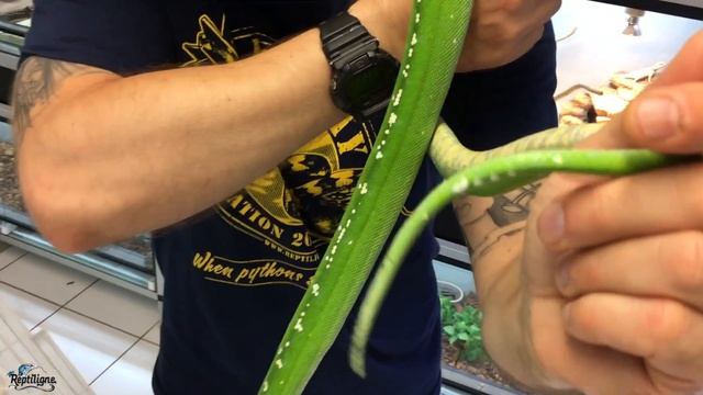Morelia viridis (Python vert) - La localité ARU смотреть онлайн