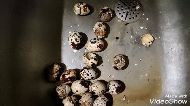 Перепела, инкубация. Нереально огромный феникс, и разбор по выводу. смотреть онлайн