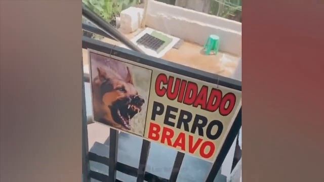 Самые смешные животные Приколы с котами и собаками - смешное видео, приколы, смотреть онлайн смотреть онлайн