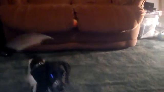 Puppy Passive Indication смотреть онлайн