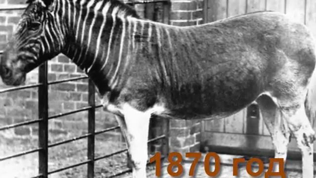 Зебра интересные факты Zebra Interesting Facts #зебра #zebra #nature #природа #africaanimals