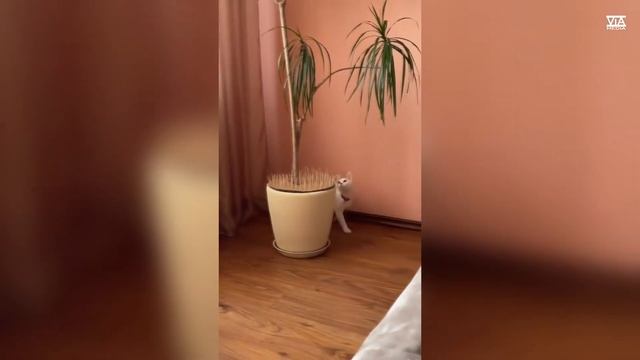 Как отучить кота гадить в цветочные горшки смотреть онлайн