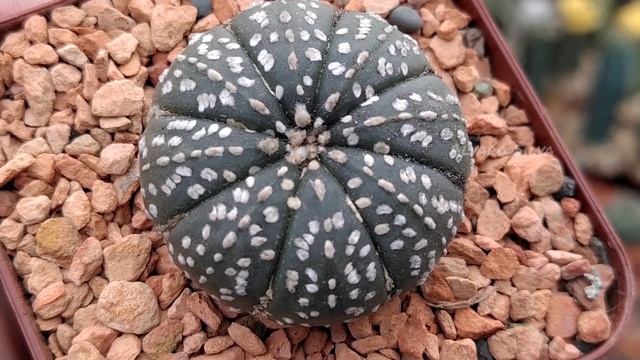 Astrophytum asterias super kabuto смотреть онлайн