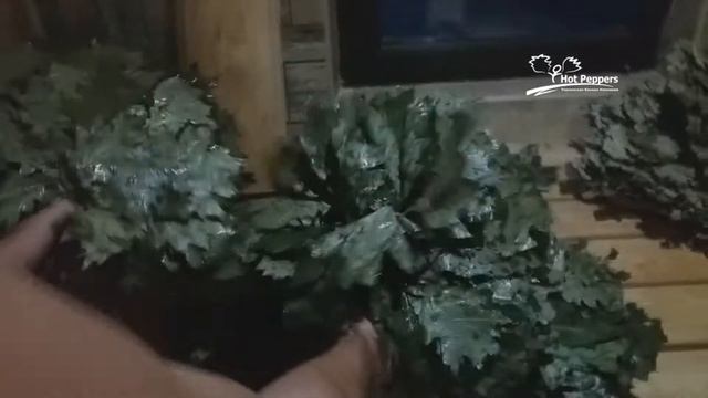 Видеообзор - веник Канадский Дуб вязка 2018 смотреть онлайн