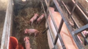 Фиксированный станок облегчает жизнь для свиновода// плановый опорос// когда ставлю свинку на опоро