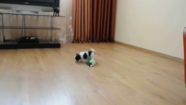 Бивер мальчик, мини смотреть онлайн