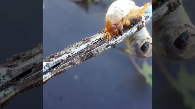 Личинка майского жука смотреть онлайн