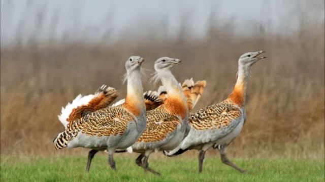 Дрофа смотреть онлайн