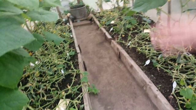 Мой сад в Татарстане смотреть онлайн