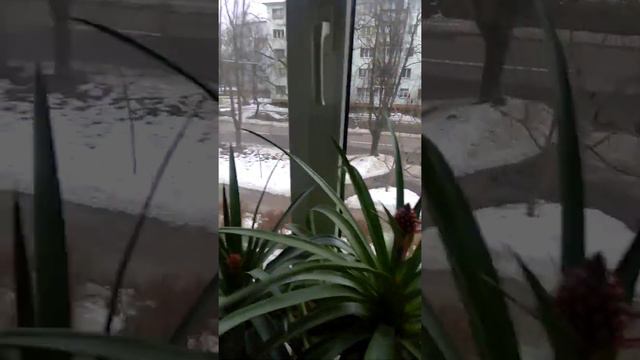 Ананасы на окне, от детки до плода смотреть онлайн