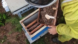 Пчеловодство. Когда и как расширять отводок пчёл. Развитие двух рамочного отводка за 11 дней. #Пчел