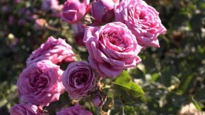 роза дюранс асьон, питомник роз полины козловой, rozarium.biz