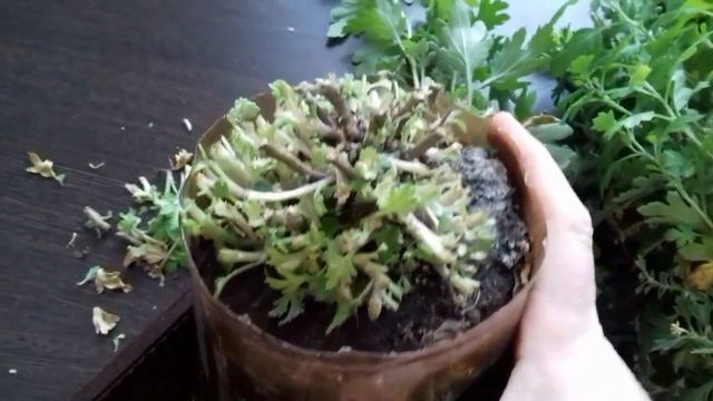 Хризантема. Хранение хризантемы дома . смотреть онлайн