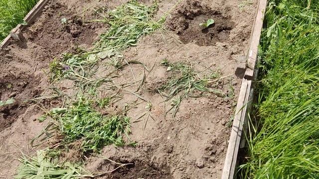 Как я сажал МУСКАТНУЮ ТЫКВУ! смотреть онлайн