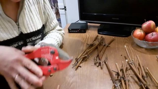 Укоренение черенков винограда. Суперогород. Амурский виноград смотреть онлайн