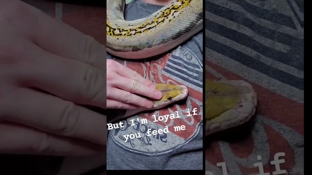 Reticulated python,? смотреть онлайн