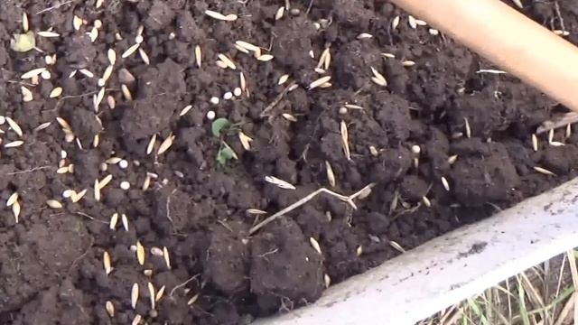 Посадка сидератов под зиму.