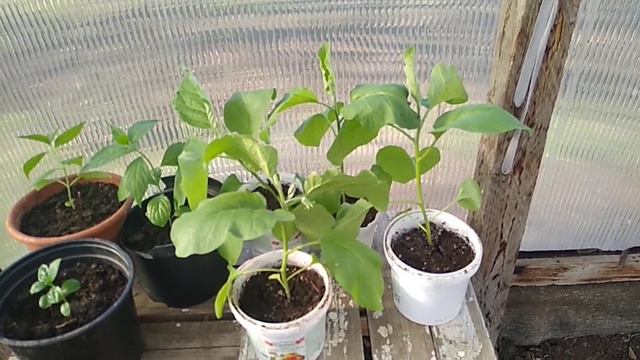 Результат укоренения гортезии. смотреть онлайн