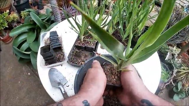 Repot Dracaena Draco after a year and a half смотреть онлайн