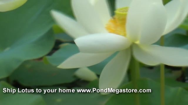 Lotus, Water Garden Lotuses, Pond Lotus, Garden, Nelumbo