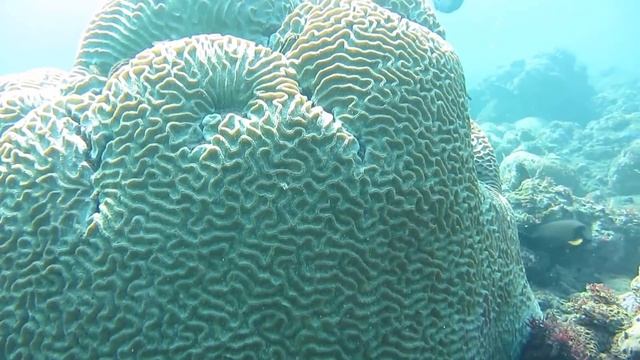 Bunaken Island (Pulau Bunaken) Taman Laut Bunaken Diving Indonesia