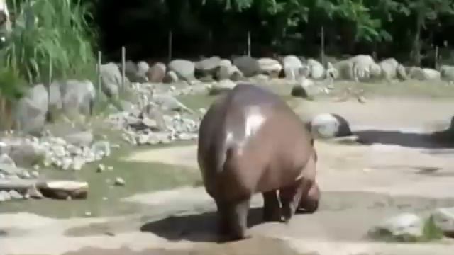 БЕГЕМОТ  ПУКНУЛ,А ПОТОМ НАСРАЛ БОЛЬШУЮ  КУЧУ )))