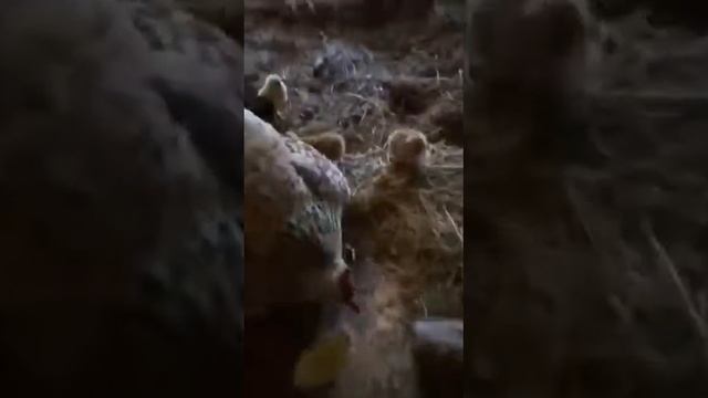 Курица защищает цыплят смотреть онлайн