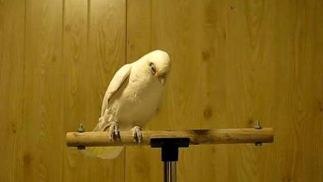 Попугай зажигает смотреть онлайн