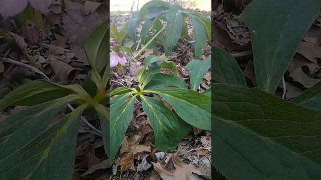 Lenten Roses or Hellebores, a tough perennial! смотреть онлайн