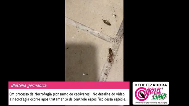 Blattella germanica em processo de Necrofagia (consumo de cadáveres). смотреть онлайн