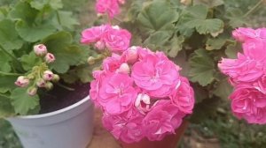 Пеларгония Мара- Чараунiца.