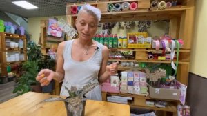 Сансевиерия Каньон Гранит - обзор шикарного сорта | Необыкновенный Тещин язык