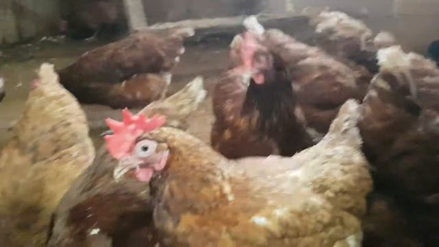 Обзор куриц Ломан Браун. Ломан Браун яйценоскость зимой . Зимний курятник на участке смотреть онлайн