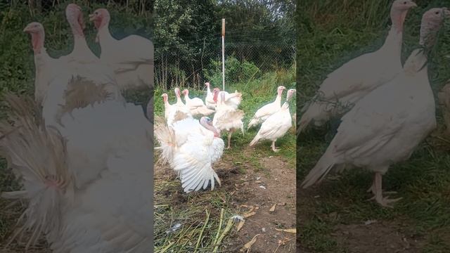 Разборки индюков 🦃🤜🤛