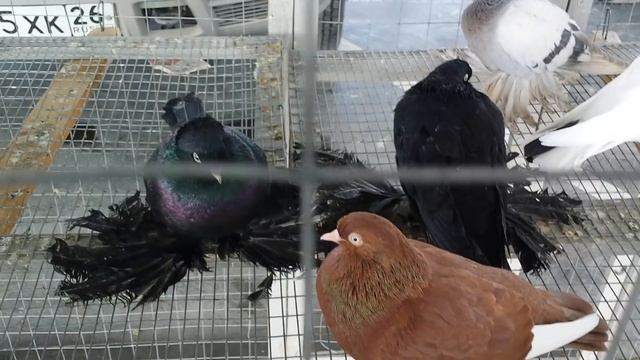 3 серия. Пятигорск [20.03.2021.] Голубиный Базар. Рынок - Лира. смотреть онлайн