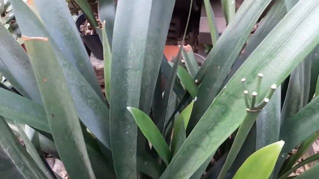 Clivia смотреть онлайн