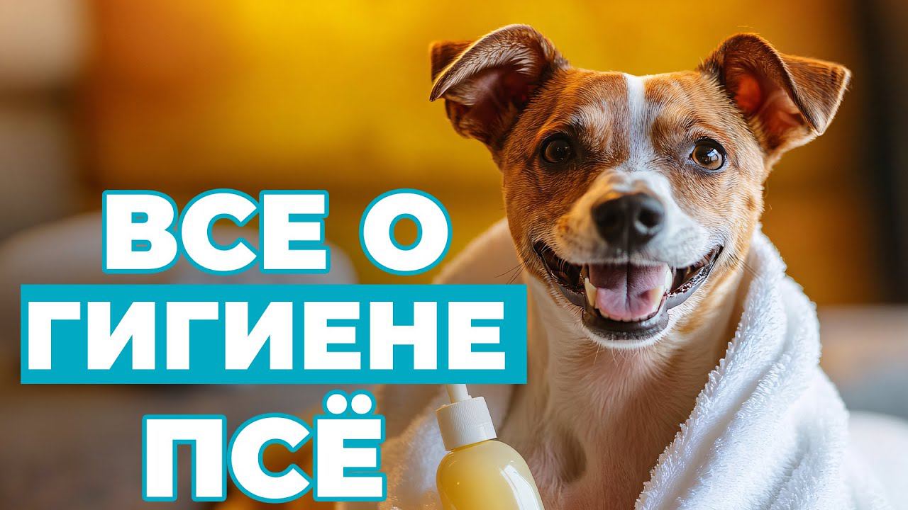 ВСЁ о ГИГИЕНЕ собак: от стрижки когтей и мытья до убирания слёзных дорожек! Сборник смотреть онлайн