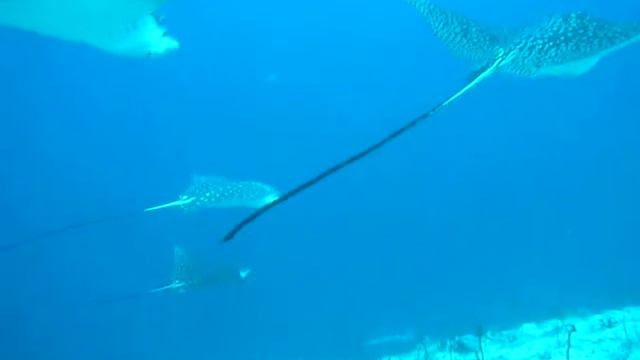 Vanhuravalhi Kandu(Meemu Atoll) in Maldives #006 Jan 2011 смотреть онлайн