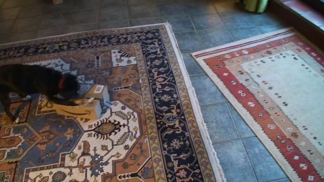 Games to play with dogs ~ Toy In A Box Game ~Brain Game Video For Dogs смотреть онлайн