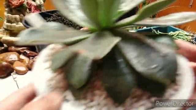 Echeveria Rubella, replante e curiosidade, Atualização.. смотреть онлайн