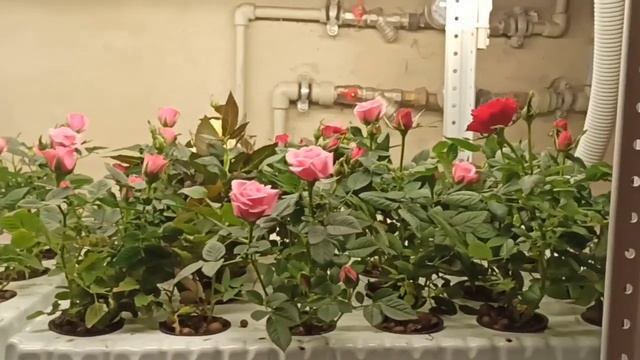 Цветы на гидропонике. Третий месяц. смотреть онлайн
