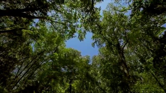 Фортепиано, волшебная гитара и золотой саксофон! Piano, guitar and saxophone! Music S. Chekalin смотреть онлайн