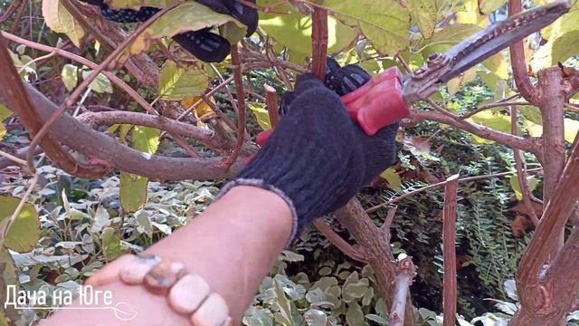 Дача на Юге - Декор для дома из метельчатой гортензии смотреть онлайн