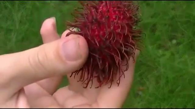 Тропические фрукты Индонезии - Рамбутан (rambutan) смотреть онлайн