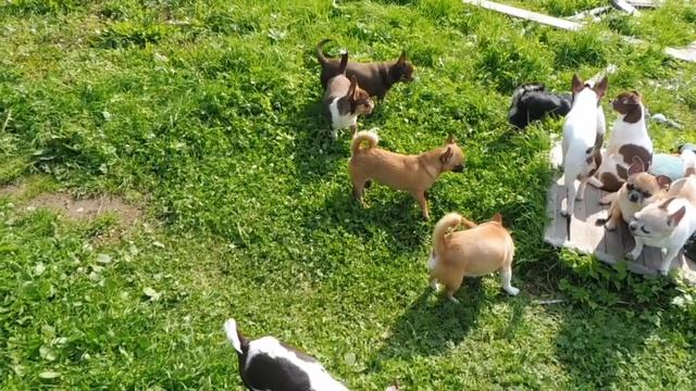 ПРОДАН Мари Мистик КНЯЗЬ / ПРОДАЮ 9 Щенков породы ЧИХУА / питомник РКФ Мари Мистик Санкт - Петербур смотреть онлайн