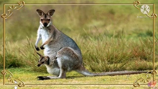 Музичне мистецтво 2 клас. Розучування пісні "Танок кенгуру", муз. О. Злотник смотреть онлайн