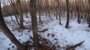 загонная охота на оленя