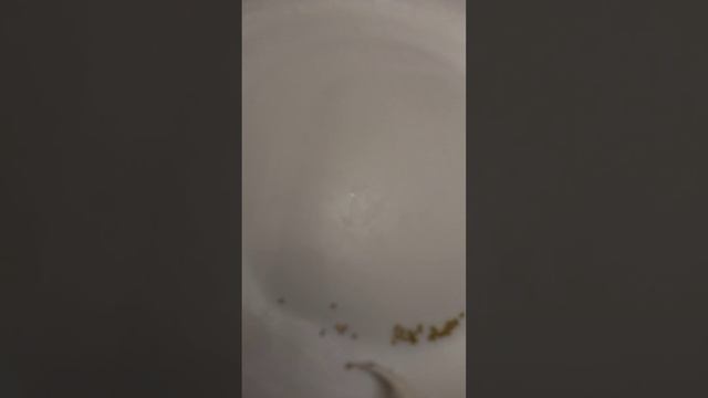 посев эустомы.