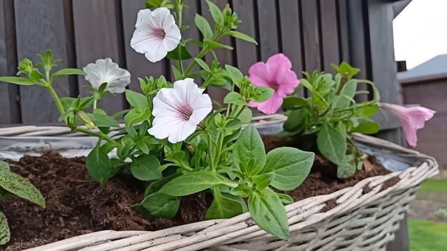 SUPERTUNIA VISTA W OGRODZIE смотреть онлайн